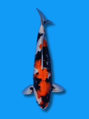 Ginrin Showa | Koi&Co.